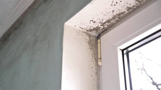 Best Preventive Mold Services in Las Vegas, NV