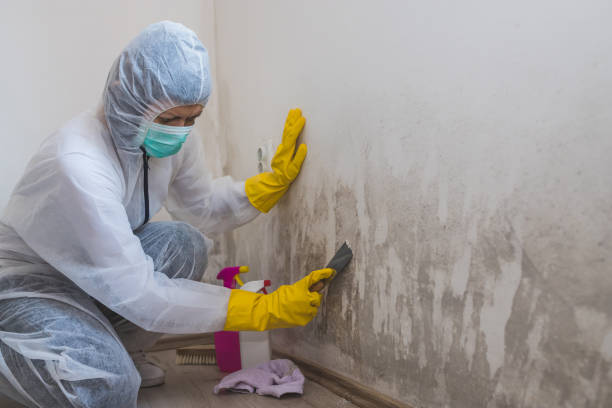 Best White Mold Remediation in Las Vegas, NV