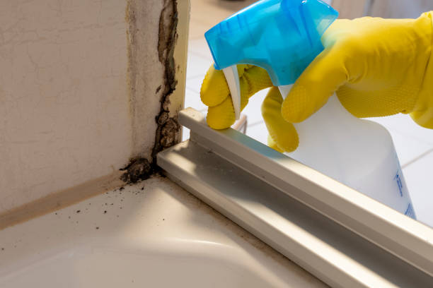 Best Emergency Mold Remediation in Las Vegas, NV