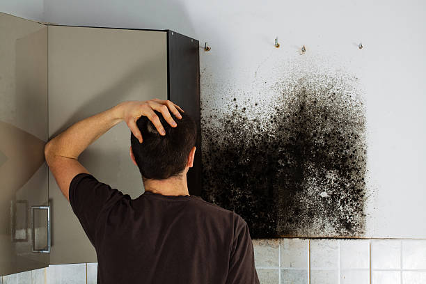 Best Black Mold Remediation in Las Vegas, NV